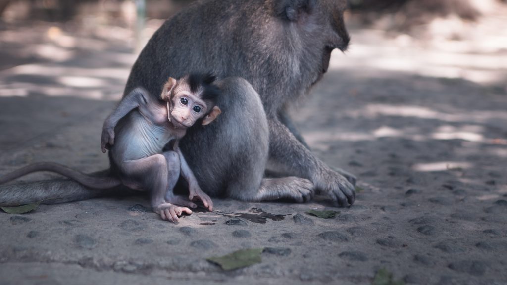 EPIC DAY TRIPS FROM CANGGU: Monkey Forest